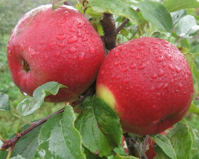 Яблоня "Лигол"