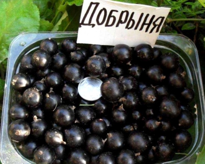 Смородина "Добрыня"