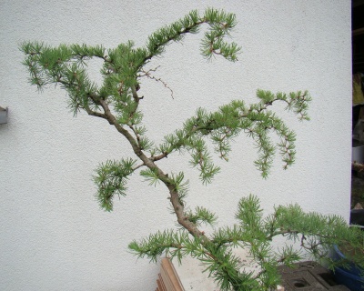 Лиственница японская "Диана"