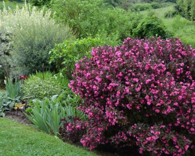 Вейгела цветущая "Purpurea"