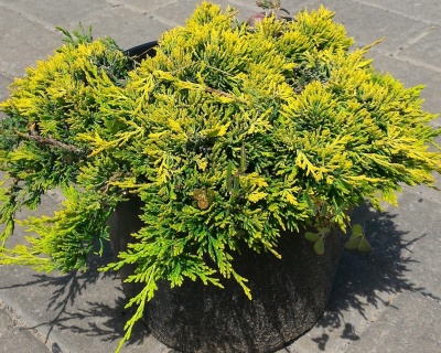 Можжевельник горизонтальный "Голден Карпет"