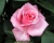 Роза Чайно-Гибридная «Карина» 