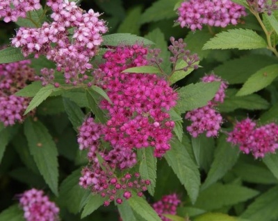 Спирея японская "Дартс Ред"