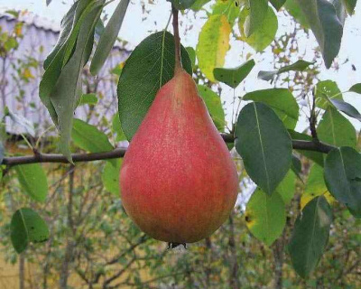Груша "Нарядная Ефимова"