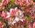 Азалия крупноцветковая "Сатоми"