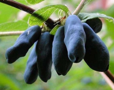 Жимолость "Бакчарский великан"