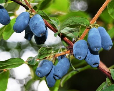 Жимолость "Золушка"