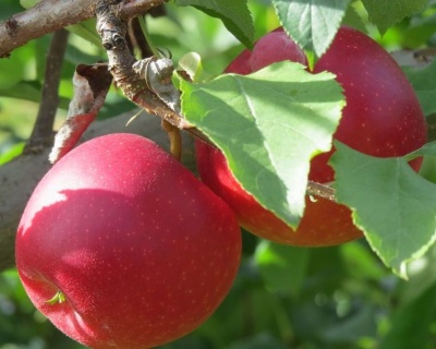 Яблоня "Лучезарное"