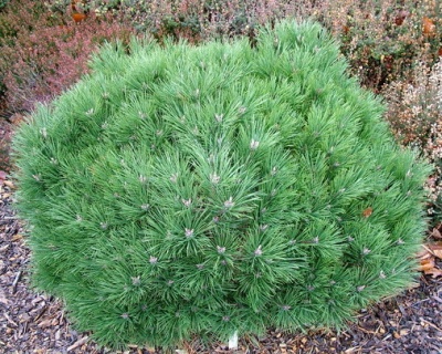 Сосна черная "Глобоза"