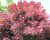 Скумпия "Грейс" (Grace) Скумпия "Грейс" (Grace)