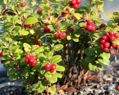 Брусника "Ред Перл"