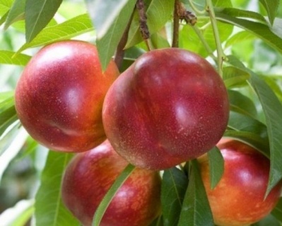 Нектарин "Крымчанин"