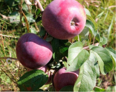 Яблоня "Дарунок"