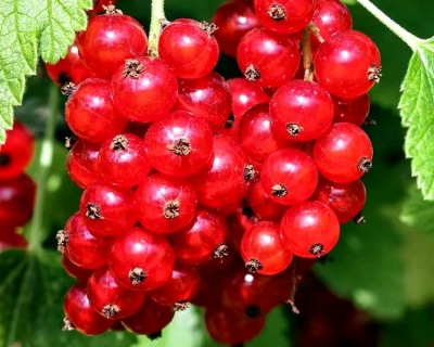 Смородина "Версальская"