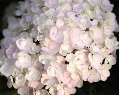 Гортензия крупнолистная "Блашинг Брайд" (Blushing Bride)