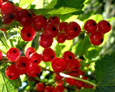 Смородина "Натали"