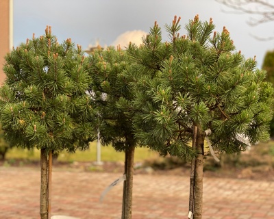 Сосна горная "Мопс" (штамбовая форма)