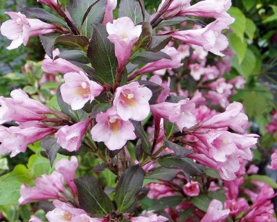 Вейгела цветущая "Victoria"