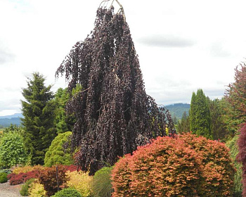 Бук лесной "Пурпл Фонтан"