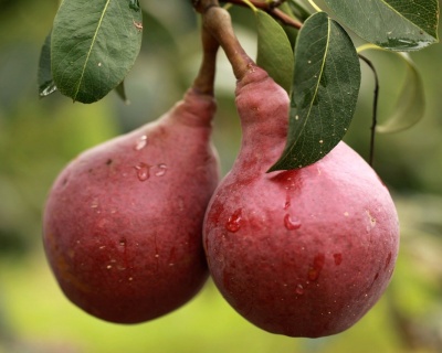 Груша колоновидная "Кармен"