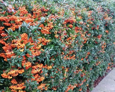 Пираканта "Оранж Глоу"