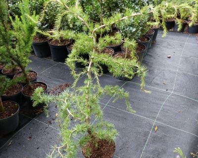 Лиственница Европейская "Хортсманн Рекурвед"