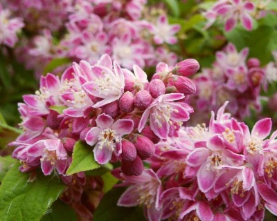 Дейция гибридная "Строуберри Филдс" (Strawberry Fields)