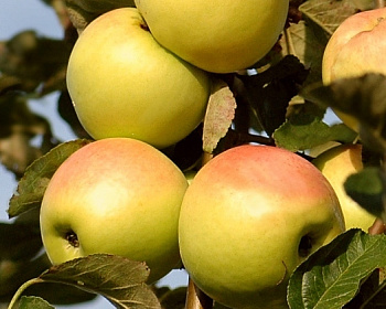 Яблоня "Ананасное"