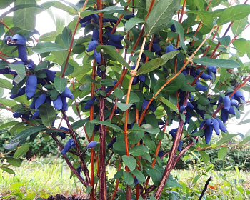 Жимолость "Голубое веретено"