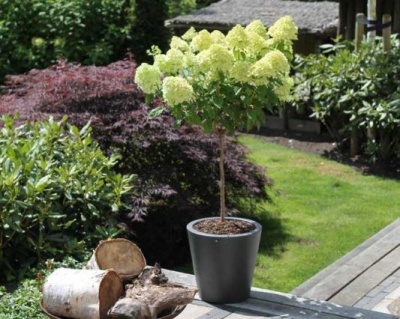 Гортензия метельчатая "Лаймлайт" (штамбовая форма)