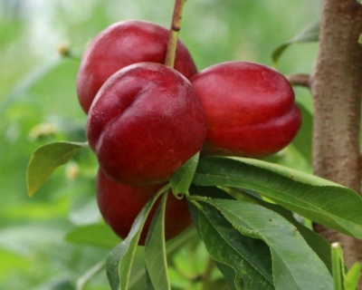 Нектарин "Кримсон Голд"