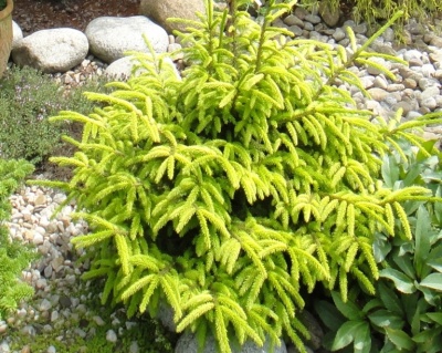 Ель обыкновенная "Ауреа"