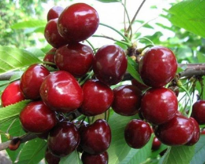 Черешня "Сюбаровская"