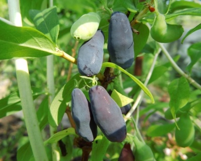 Жимолость "Синичка"