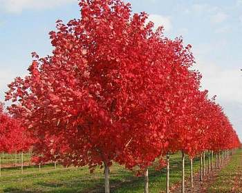 Клен красный "Ред Сансет"