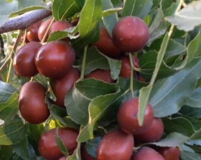 Зизифус "Конфетный"