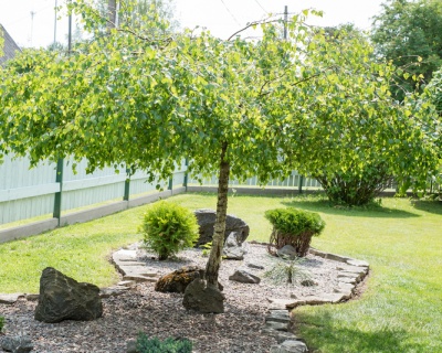 Береза бородавчатая "Юнги"