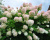 Гортензия метельчатая "Грандифлора" (Grandiflora) Гортензия метельчатая "Грандифлора" (Grandiflora)