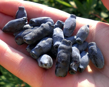 Жимолость "Сластена"