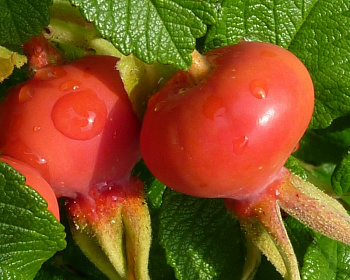 Шиповник "Яблочный"