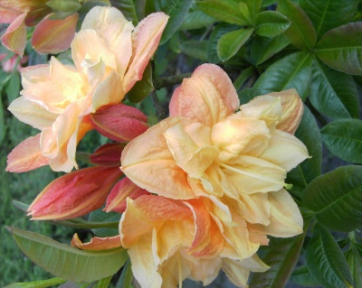 Азалия крупноцветковая "Чардаш"