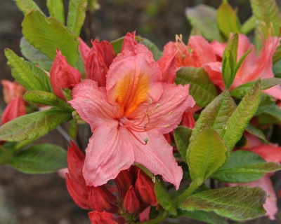 Азалия крупноцветковая "Пинк Делайт"