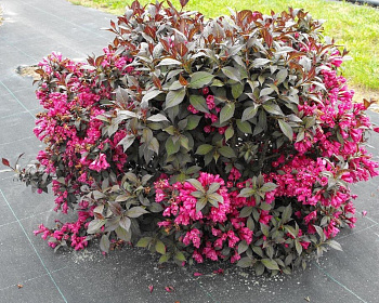 Вейгела цветущая "Minor Black"