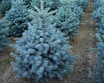 Ель колючая "Блю Маунтин"