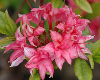 Азалия крупноцветковая "Хоумбуш"