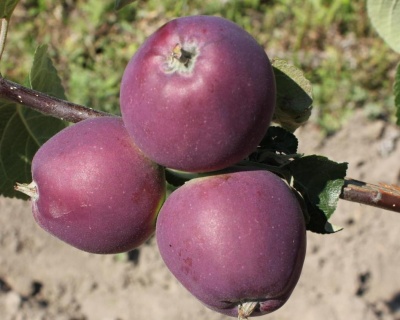 Яблоня "Имант"