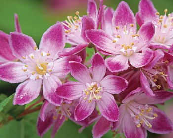 Дейция гибридная "Строуберри Филдс" (Strawberry Fields)