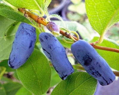 Жимолость "Черничка"