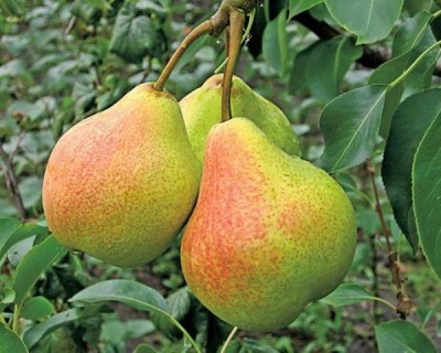 Груша колоновидная "Изумруд"