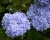 Гортензия крупнолистная "Эндлесс Саммер" (Endless Summer)